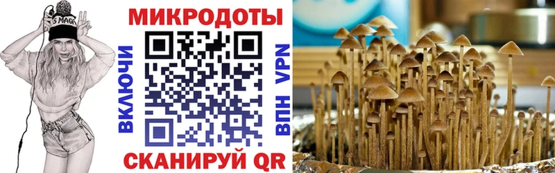 закладка  Курильск  Псилоцибиновые грибы Cubensis 